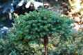 Picea abies Pygmea Hauenstein IMG_6660 Świerk pospolity